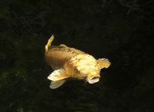 Koi Fish Swimming Into The Light Royalty Free Stock Images Koi Fish Swimming Into The Light Royalty Free Stock Images
