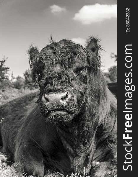 Galloway bull lying down, black and white