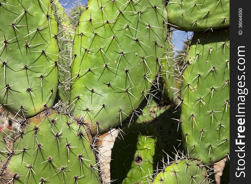 Cactus Detail Background