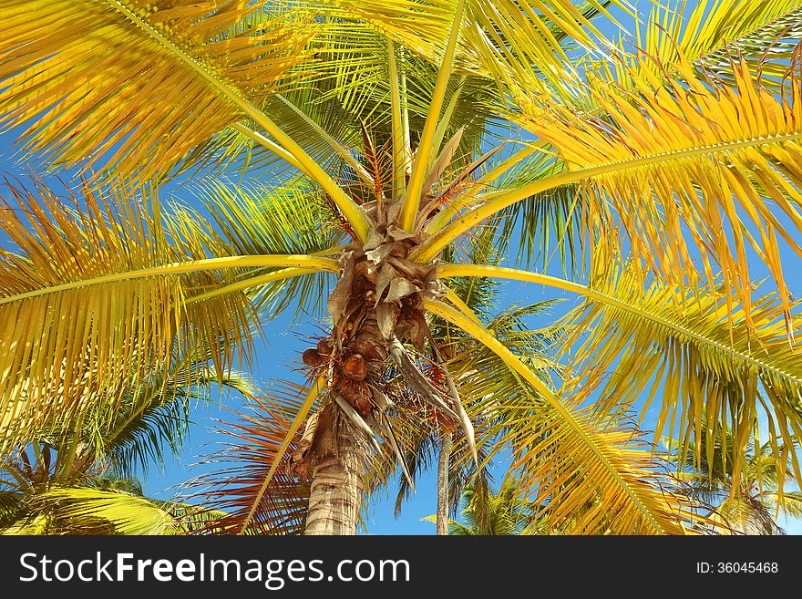 Tropical background, oalm tree againsta bue sky