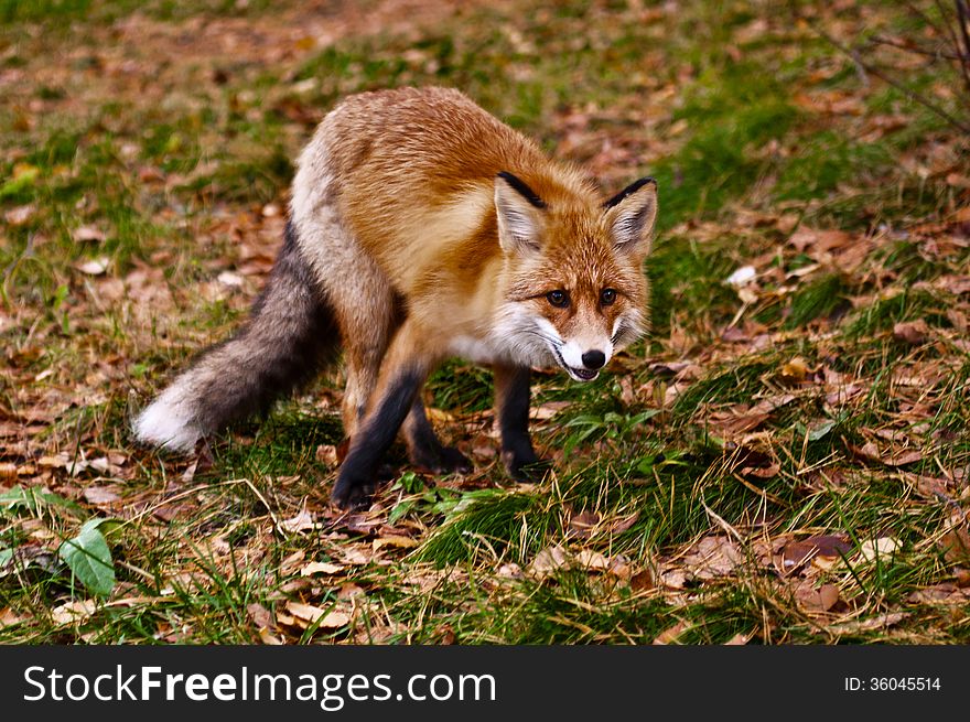 Wild fox at autumn leaves