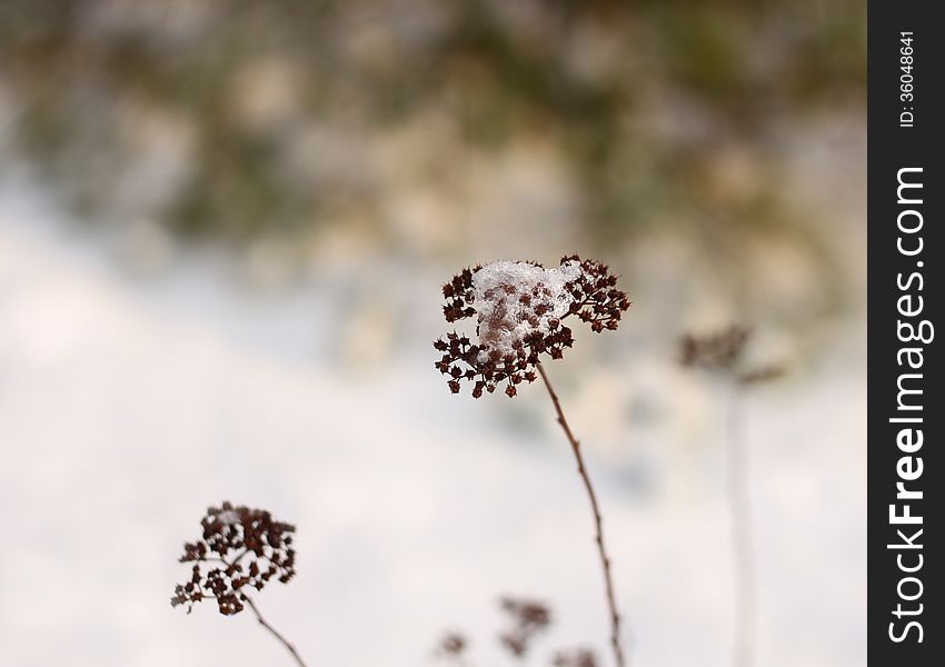 Fragile winter impression, frozen plant straw against snow bokeh