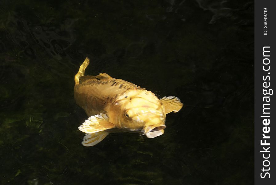 Yellow koi fish swimming into the light against a dark water background