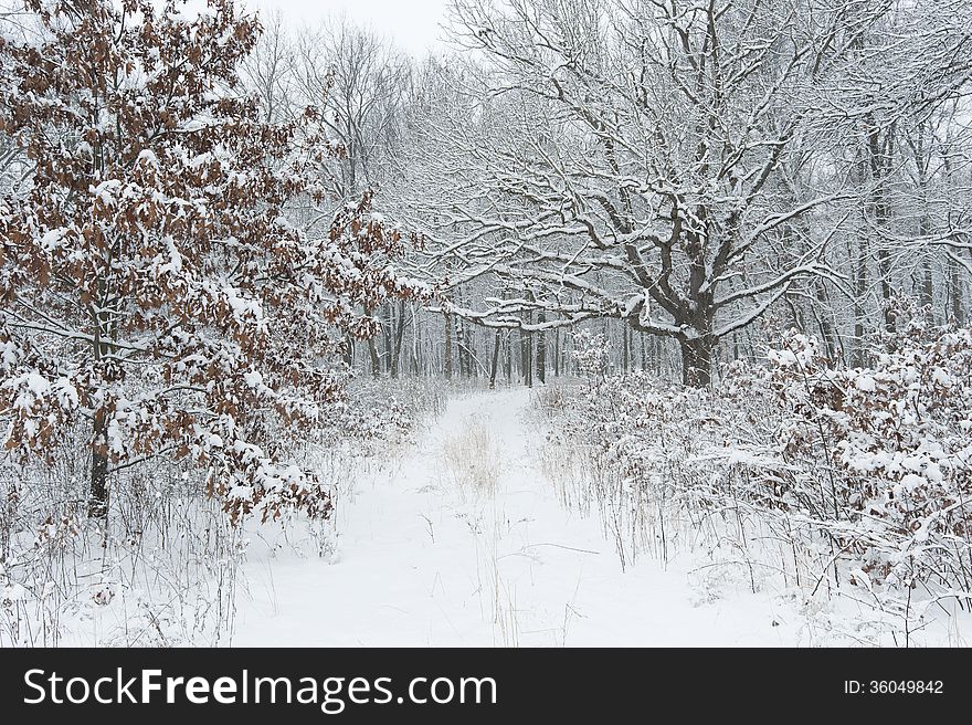 A lane leads through a midwest forest in winter time. A lane leads through a midwest forest in winter time.