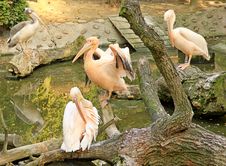 Pelicans In A Zoo Royalty Free Stock Photos