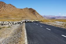 Sheep Crossing The Road Royalty Free Stock Photos Sheep Crossing The Road Royalty Free Stock Photos