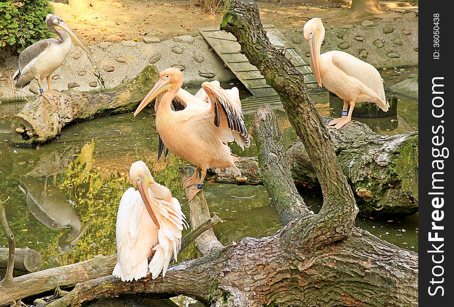 Pelicans In A Zoo