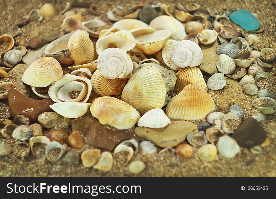 Group of shells on the beach