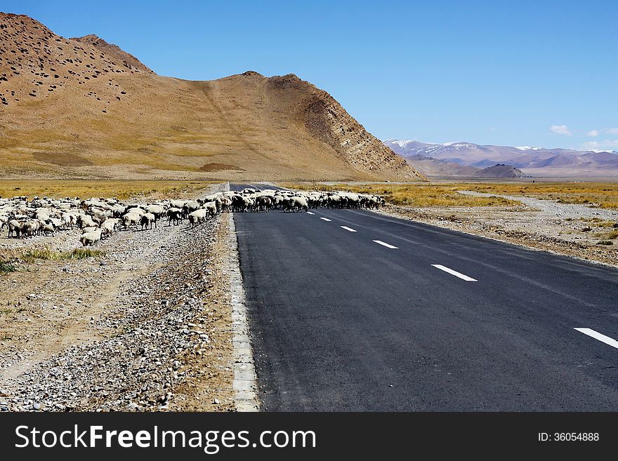 Sheep Crossing The Road