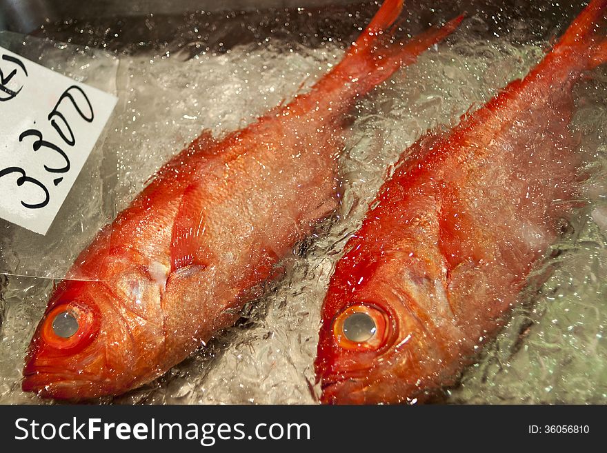 Two red rock fishes in ice on market counter. Two red rock fishes in ice on market counter