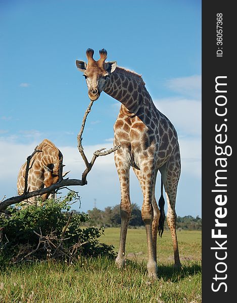 A giraffe ( Giraffa camelopardalis ) scratching on a dry branch in the Kragga Kamma Game Park in South Africa. A giraffe ( Giraffa camelopardalis ) scratching on a dry branch in the Kragga Kamma Game Park in South Africa.