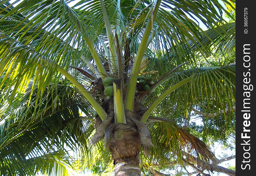 Photography with scene of the coco palm as background