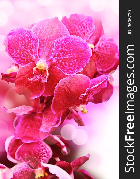 Closeup pink orchids flower scenery. Closeup pink orchids flower scenery