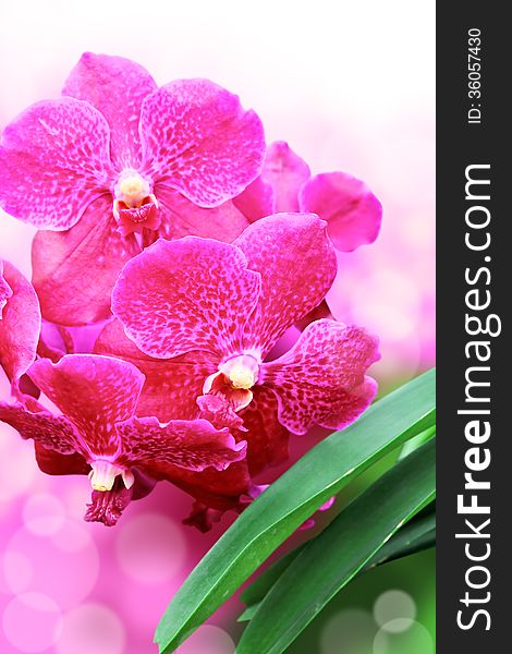 Closeup pink orchids flower