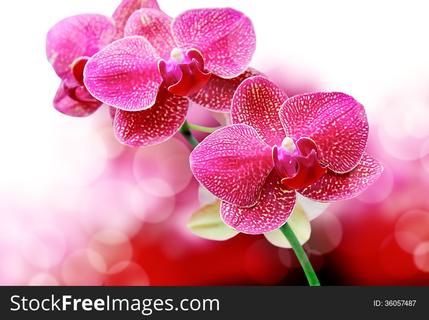 Closeup pink orchids flower scenery