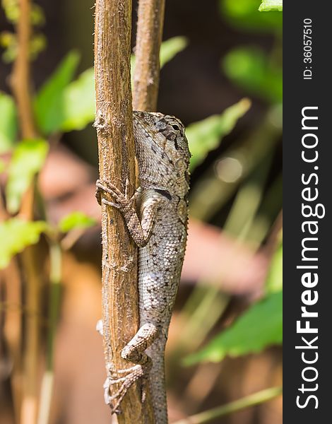 Close up of young lizard on the stem, Thailand