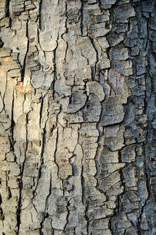 Bark Texture Stock Image Bark Texture Stock Image