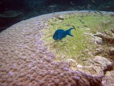 Blue Fish. Great Barrier Reef Stock Image Blue Fish. Great Barrier Reef Stock Image
