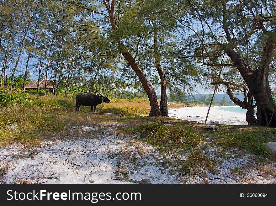 Nice beach in Cambodia with animal at Koh Rong island. Nice beach in Cambodia with animal at Koh Rong island