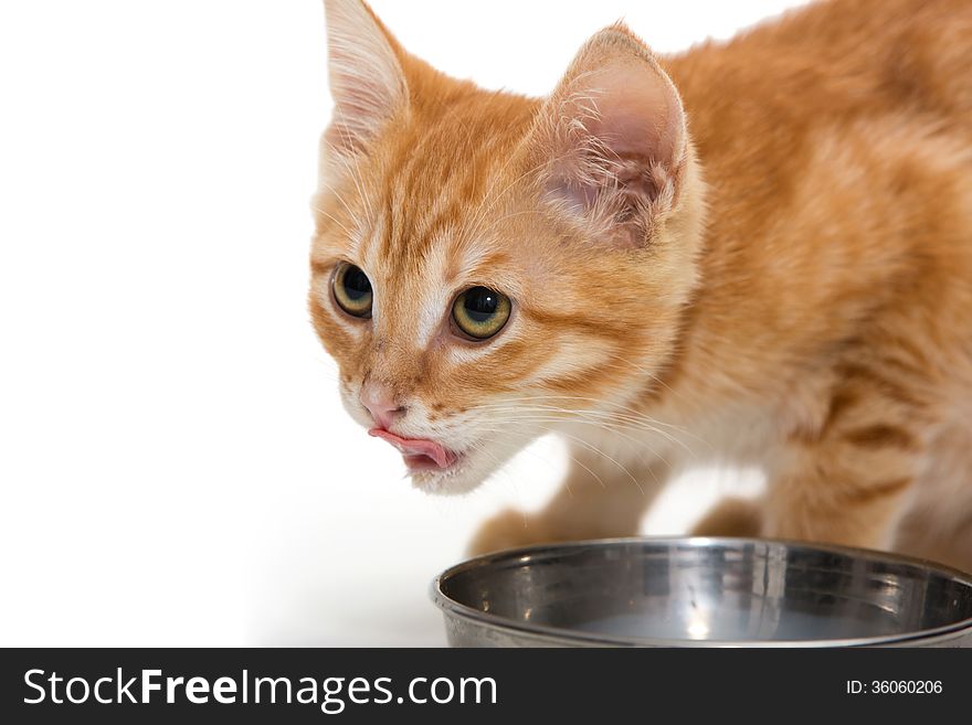 Small kitten drinks milk, is isolated on a white background