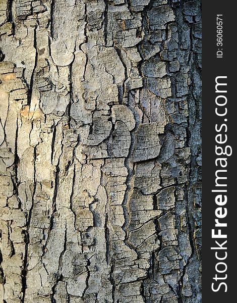 Tree bark wood texture closeup with cracks and red skin wood color tone. Tree bark wood texture closeup with cracks and red skin wood color tone