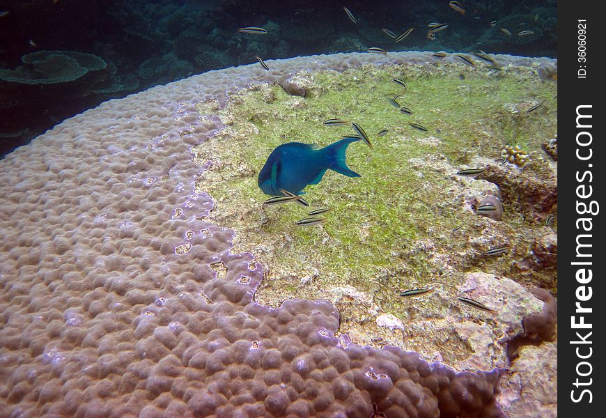 Coral and Blue fish. Snorkling on the Great Barrier Reef. Queensland. Australia. Coral and Blue fish. Snorkling on the Great Barrier Reef. Queensland. Australia.