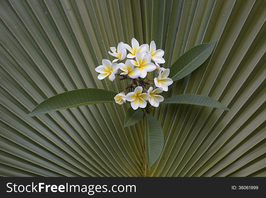 Frangipani flower and leaf on Fan Palm background. Frangipani flower and leaf on Fan Palm background