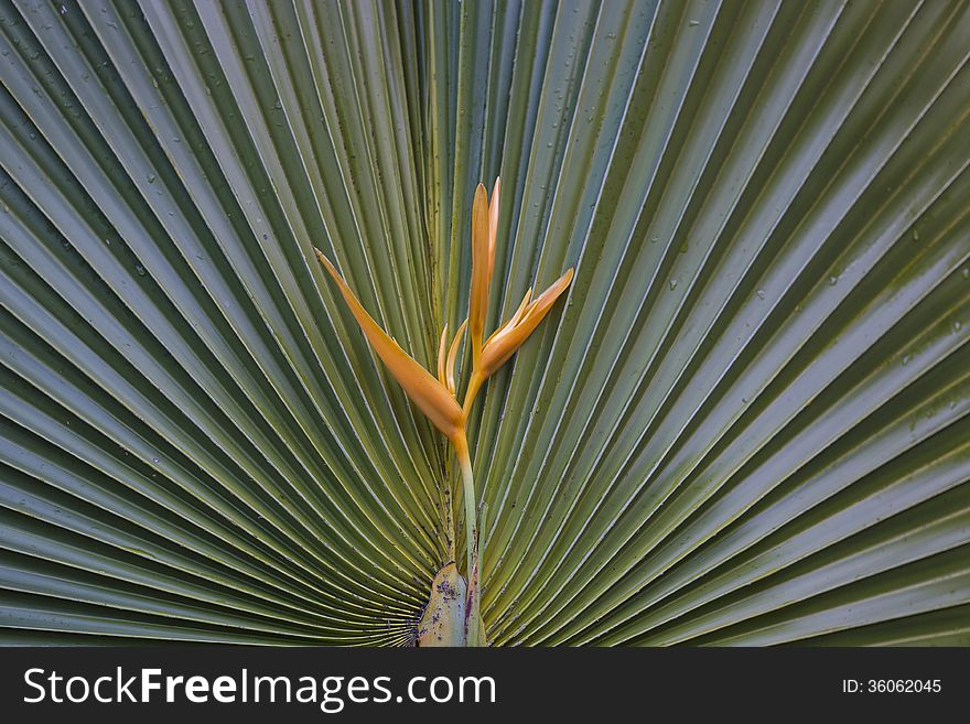 Yellow Heliconia with fan palm background. Yellow Heliconia with fan palm background