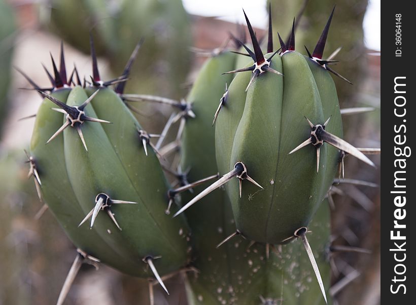 Cactus Detail Background