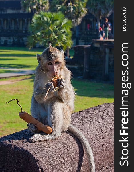 Monkey eat near the Angor Wat temple in Cambodia