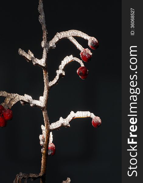 Twig with red fruits called rose hip (rosa canina) covered all over with White frost in front of black background. Twig with red fruits called rose hip (rosa canina) covered all over with White frost in front of black background