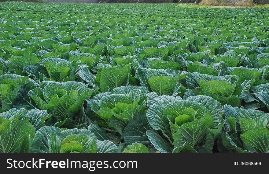 Growth is very lush green vegetables.