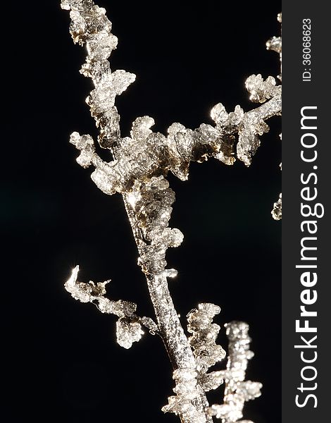 Closeup of crystals of white frost on the twig of a bush in front of black background. Closeup of crystals of white frost on the twig of a bush in front of black background