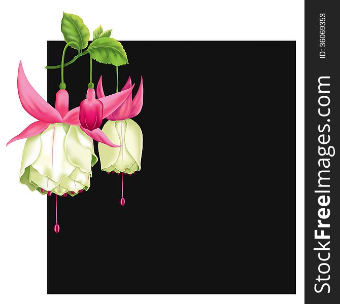 Japanese lantern flower names white pink with black background. Japanese lantern flower names white pink with black background.