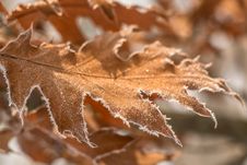 Frozen Leaf Royalty Free Stock Photography Frozen Leaf Royalty Free Stock Photography