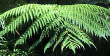 Fern Stock Photo Fern Stock Photo