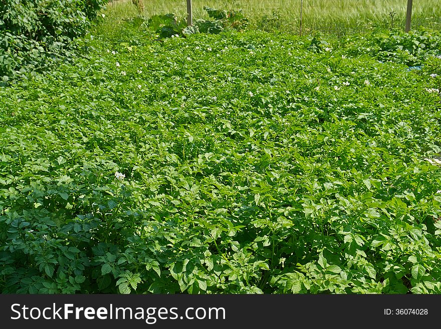 Home backyard vegetable garden