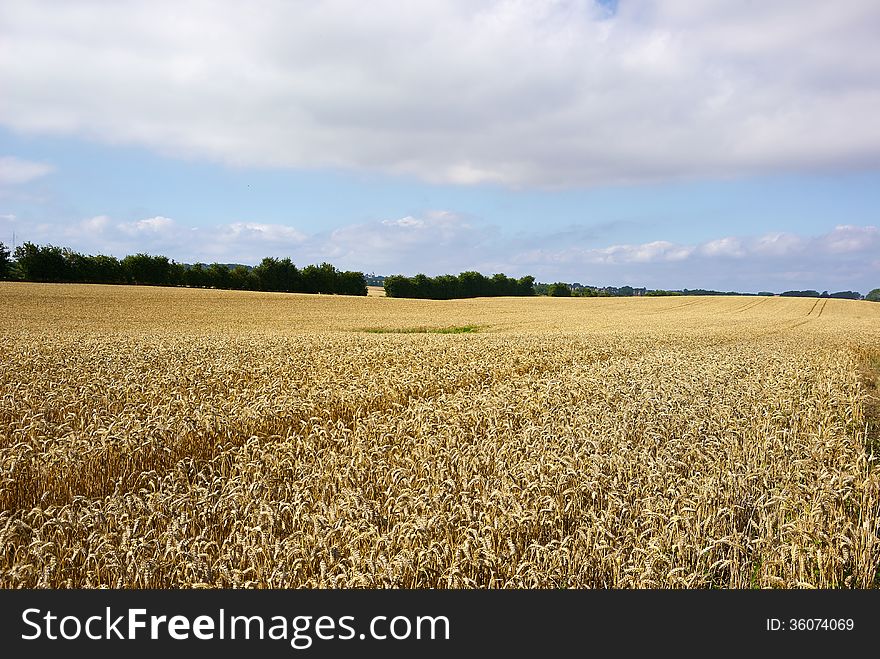 Wheat field perfect agriculture background image