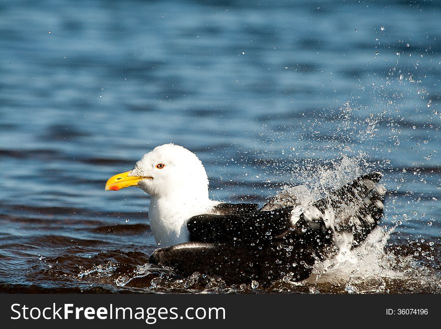 A Kelp Gull sprays water over its back as it bathes in the blue ocean of the Western Cape coastline of South Africa. A Kelp Gull sprays water over its back as it bathes in the blue ocean of the Western Cape coastline of South Africa.