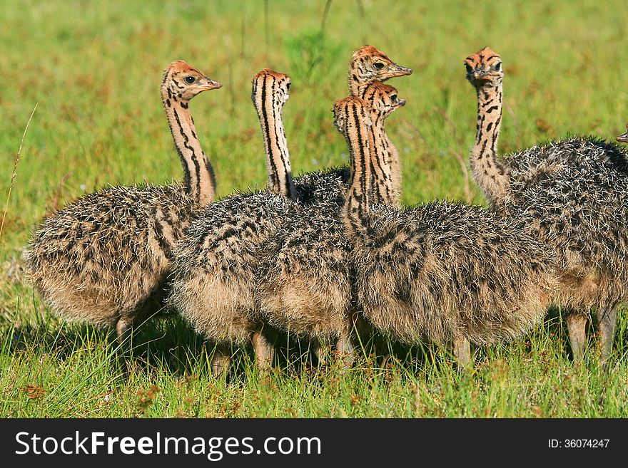 A brood of ostrich chicks with fluffy downy feathers band together in a game reserve in South Africa. A brood of ostrich chicks with fluffy downy feathers band together in a game reserve in South Africa.