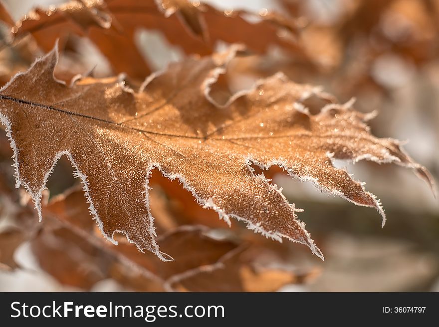 Frozen leaf on tree branch, closeup. Blurred background.