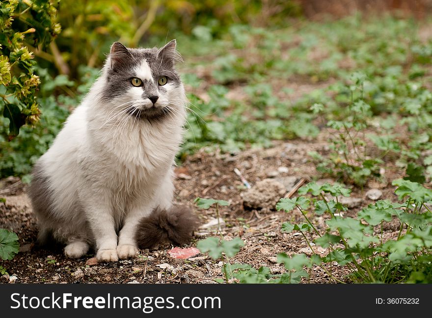 Portrait of a beautiful white domestic cat. Portrait of a beautiful white domestic cat