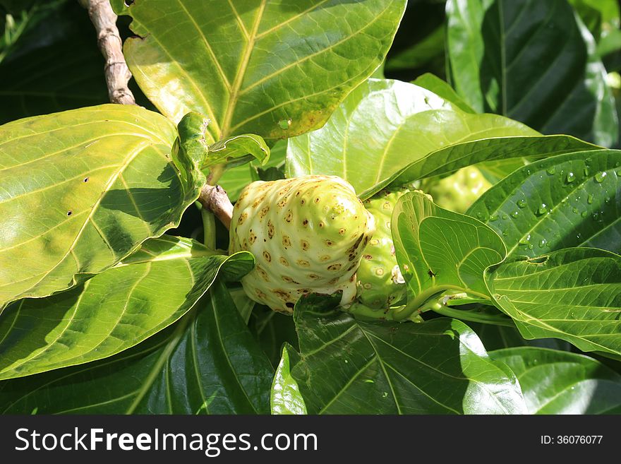 Ripe noni fruit with leaves