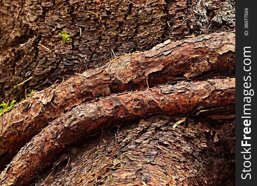 Background or texture brown belted strain of spruce own roots