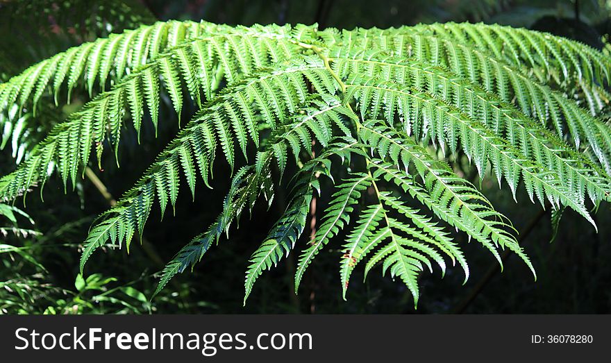 Fern leaves close up in jungle