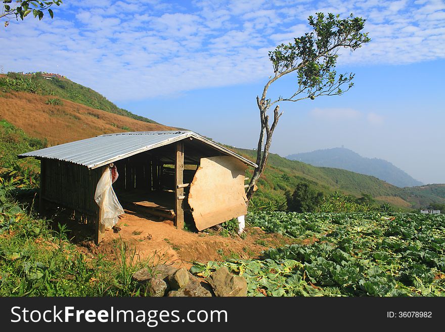 Cabin  in Cabbage agriculture fields