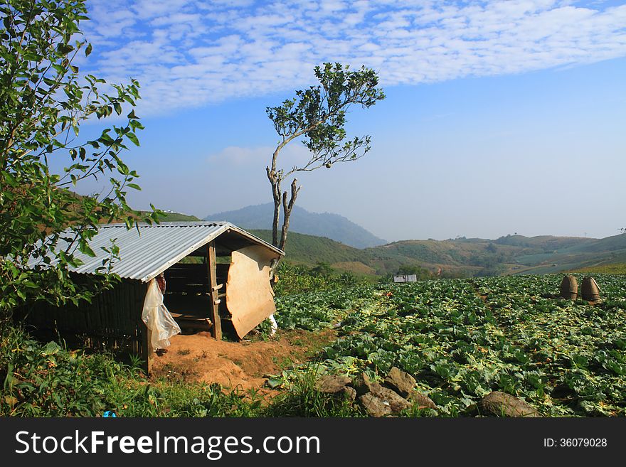 Cabin  in Cabbage agriculture fields