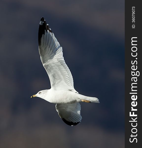 Ring-billed Gull (Larus delawarensis) in flight