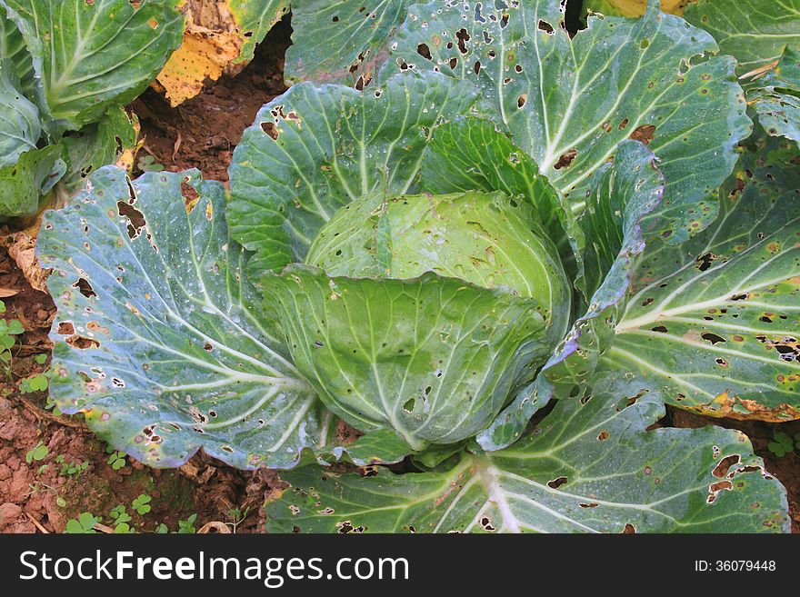 Cabbage agriculture fields