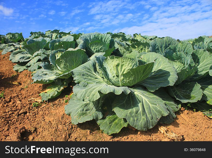 Cabbage agriculture fields